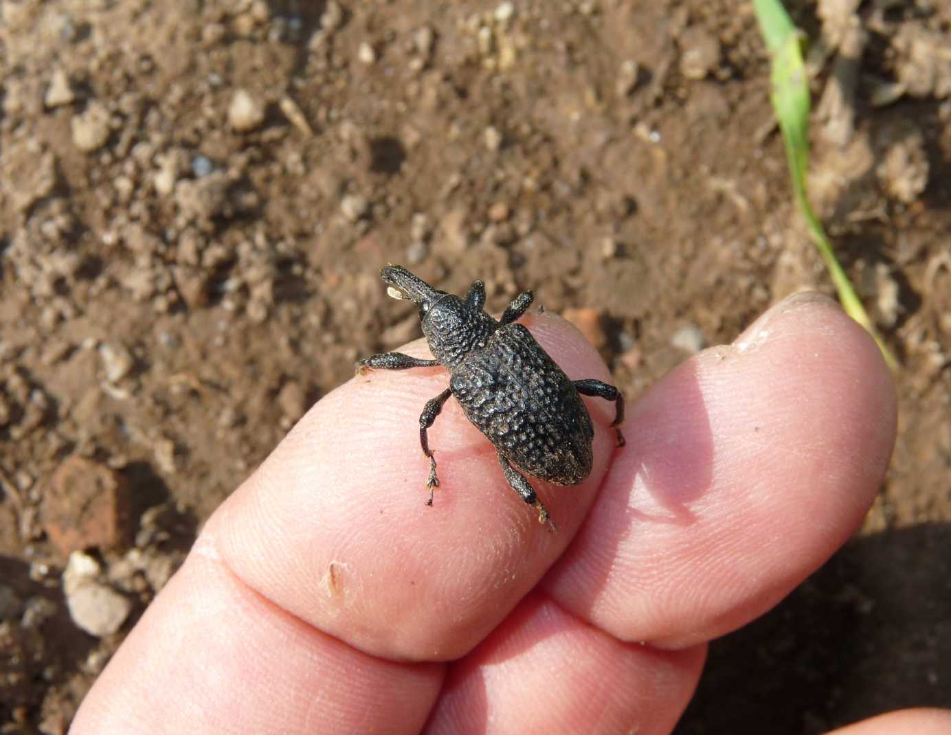 Grosso Curculionidae: Aclees taiwanensis